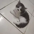 قطط للتبني