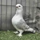 ستنايت وفحل بخارى