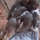 ارانب ذكور شحم فل شعير وبرسيم