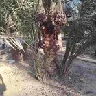 يوجد لدينا فسيل