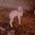 داغور حري