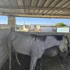 Popular mare with a foal