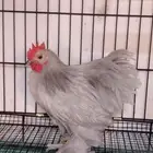 كوشن