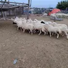 كباشه بلدي للبيع