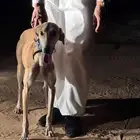 سلوقي