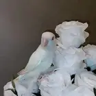 روز البينو عيون حمر