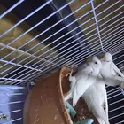 فروخ روز البينو عيون حمر العدد 4 اقبل البدل المناسب