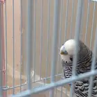 طيورزينه