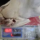 ديك رومي ذبح طازج