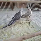 جوز كروان هولندي منتج( تم البيع )