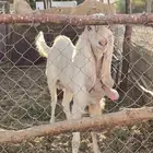 تيس هولندي فحل