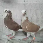 زوجين حمام مساويد شامي