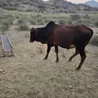 ثور للبيع العمر سنة