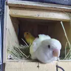 زوج روز منتج قريب يبيض ( تم البيع)