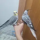 للبيع جوز كروان اليفين