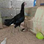 دجاجة باكستاني سندي اصيل مع فرخها