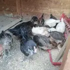 صيصان للبيع