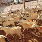 تيوس صومالية جذعان وثنيان سعر تنافسي لتجار الجملة
