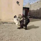 للبيع دجاج براهما