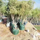 نحن نقوم بتوريد جميع انواع الشجاربسعر المناسب