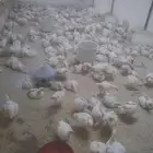 دجاج لحم الوزن الف 1500 الكميه متاحه