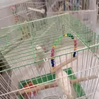 زوج روز البينو عيون حمر منتج