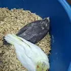 فروخ كروان للبيع( تم البيع )