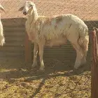 طلي سمين 6 شهور