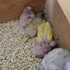 فروخ بادجي ( طيور حب ) للبيع
