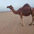 بيع نياق حمر لقايح مشروطه
