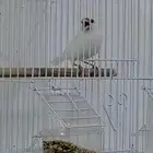 طير جاوا فحل ذكر ابيض