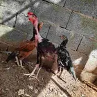 دجاج فيتنامي