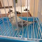 أنثى بادجي انقليزي
