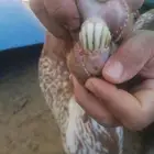 عنز محايليه يتبعها تيس