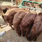 طليان سواكن حمري مرابي للبيع