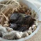 ياسمين موزمبيقي