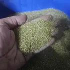 حب برسيم بلدي درجه اولى البيع مستعجل