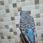 فرخ انجليزي اليف