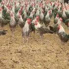 دجاج وديوك فيومي شبابي ذبح وتربيه