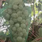 عنب طايفي وعنب سوادي محصول مزرعه للبيع كامل المحصول