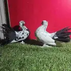 حمام رقاصي اناثي