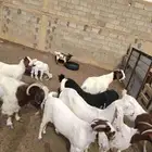 بريده