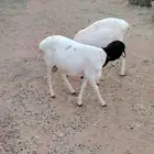 خرفان برابر