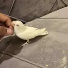 فرخ روز البينو