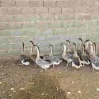وز عراقي
