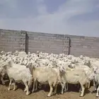 غنم للبيع حريه حرش