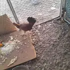 دجاج عربي اصيل ترثه