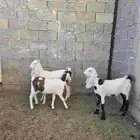 ثلاث جفار مصريه
