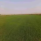 عشب طبيعي بسباليوم