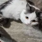 قطط تبني